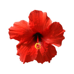 Fleur d'hibiscus rouge  détourée © Fabrice Alexandre