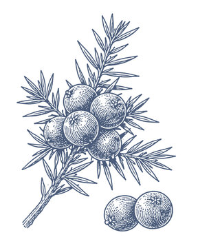 Vintage botanical illustration of juniper berries on a branch with scattered berries below