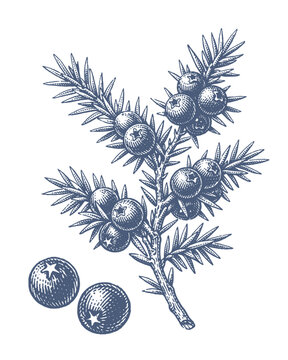 Vintage botanical illustration of a juniper branch with berries and two loose berries