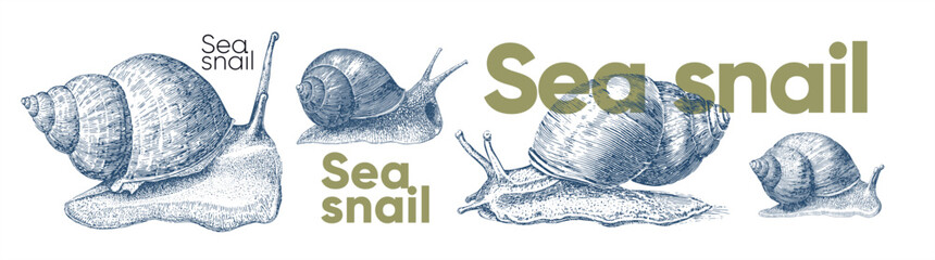 Detailed vintage-style illustration of sea snails, showcasing their unique shells and textures. The artwork highlights the intricate patterns and natural beauty of these marine creatures. © Alena