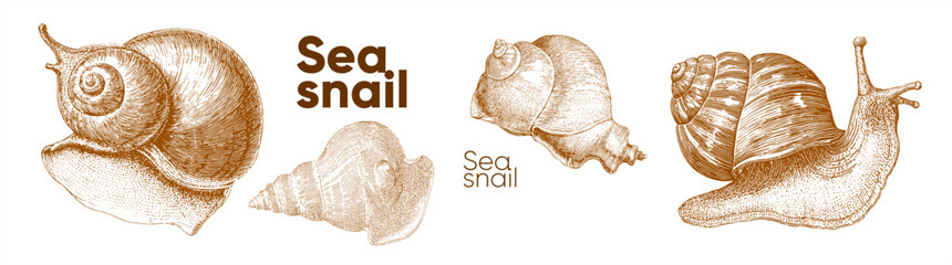 Intricate illustration of sea snails showcasing detailed shell patterns and textures. The artwork highlights the natural beauty and diversity of marine life in a vintage style. © Alena
