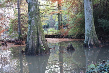 Beautiful lake and forest view in Ataturk Arboretum, Istanbul, Turkey.
