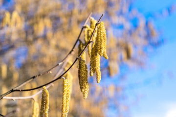 Haselkätzchen