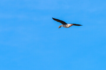 Graugans fliegt vor blauem wolkenlosen Himmel