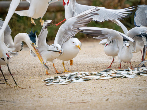 Mouettes rieuses, go&eacute;lands leucoph&eacute;es, h&eacute;rons garde-b&oelig;ufs et aigrettes se disputant des poissons dans une zone humide de Camargue