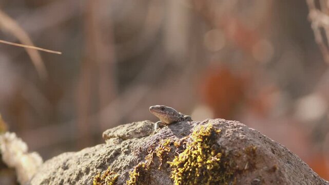 Common lizard (Zootoca vivipara) tapping rock with paw while basking in warm sunlight