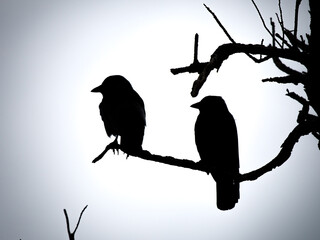 Silhouette de deux Choucas des tours (Coloeus monedula) perchés sur une branche, oiseaux corvidés observés à contre-jour dans un paysage naturel © Colombe Delons
