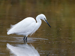 Aigrette garzette (Egretta garzetta) chassant dans une zone humide, &eacute;chassier blanc &eacute;l&eacute;gant observ&eacute; dans les marais de Camargue