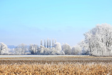 Ein traumhafter Wintermorgen bei Illertissen: Mit dichtem Raureif bedeckte B&auml;ume leuchten vor einem strahlend blauen Himmel und verwandeln die Landschaft in eine glitzernde Eiswelt.