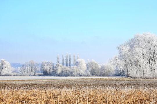 Ein traumhafter Wintermorgen bei Illertissen: Mit dichtem Raureif bedeckte B&auml;ume leuchten vor einem strahlend blauen Himmel und verwandeln die Landschaft in eine glitzernde Eiswelt.