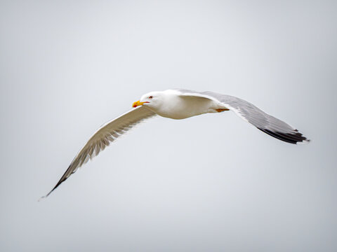 Go&eacute;land leucoph&eacute;e (Larus michahellis) en vol avec ailes d&eacute;ploy&eacute;es sur fond de ciel gris, oiseau marin de M&eacute;diterran&eacute;e