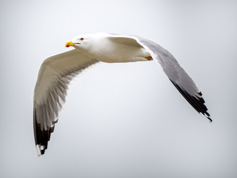 Go&eacute;land leucoph&eacute;e (Larus michahellis) en vol avec ailes d&eacute;ploy&eacute;es sur fond de ciel gris, oiseau marin de M&eacute;diterran&eacute;e