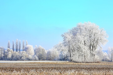 Ein traumhafter Wintermorgen bei Illertissen: Mit dichtem Raureif bedeckte B&auml;ume leuchten vor einem strahlend blauen Himmel und verwandeln die Landschaft in eine glitzernde Eiswelt.