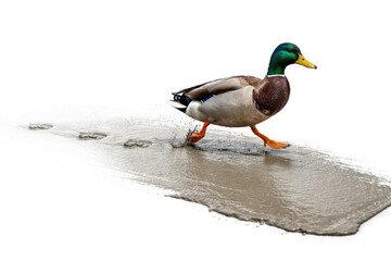 Obraz premium A duck walks through a puddle and leaves tracks. Space for text.