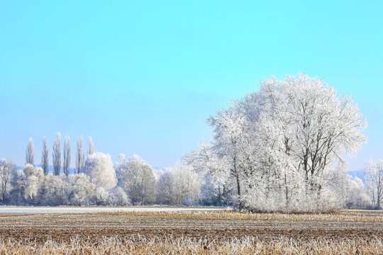 Ein traumhafter Wintermorgen bei Illertissen: Mit dichtem Raureif bedeckte B&auml;ume leuchten vor einem strahlend blauen Himmel und verwandeln die Landschaft in eine glitzernde Eiswelt.