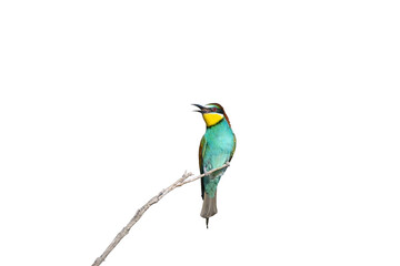 Fototapeta premium A European Bee-eater(Merops apiaster) perched alone on a branch, isolated on a transparent background, with its beak open in a singing position.