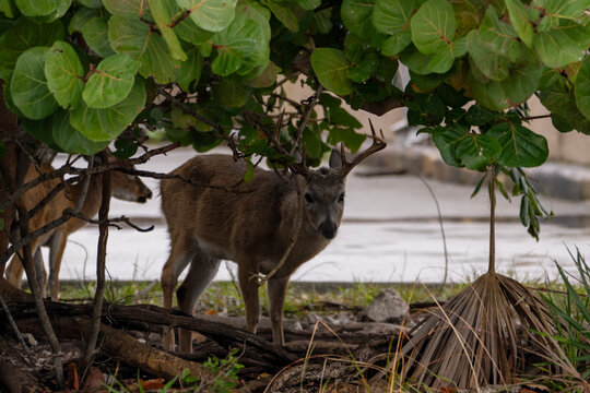 Endangered Key Deer (Odocoileus virginianus clavium) Foraging in the Pine Rocklands of Big Pine Key, Florida