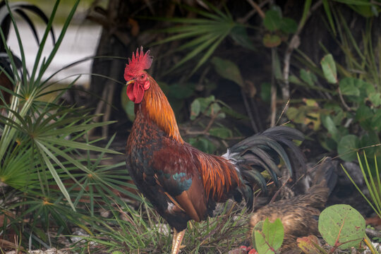 Feral Roosters Foraging in the Pine Rocklands of Big Pine Key, Florida