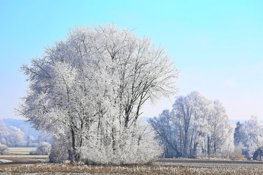 Ein traumhafter Wintermorgen bei Illertissen: Mit dichtem Raureif bedeckte B&auml;ume leuchten vor einem strahlend blauen Himmel und verwandeln die Landschaft in eine glitzernde Eiswelt.
