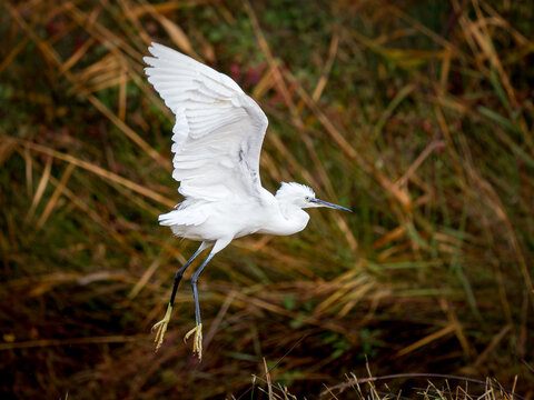Aigrette garzette (Egretta garzetta) d&eacute;collant au-dessus d&rsquo;une zone humide, &eacute;chassier blanc en vol dans les marais de Camargue