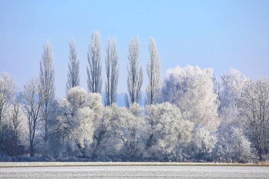Ein traumhafter Wintermorgen bei Illertissen: Mit dichtem Raureif bedeckte B&auml;ume leuchten vor einem strahlend blauen Himmel und verwandeln die Landschaft in eine glitzernde Eiswelt.