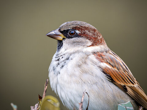 Moineau domestique (Passer domesticus) pos&eacute; dans une haie, portrait rapproch&eacute; d&rsquo;un petit passereau commun des jardins europ&eacute;ens