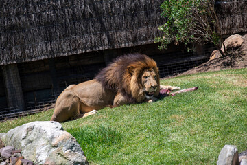 Male Lion Enjoying a Meal