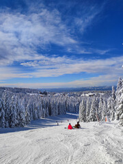 Fototapeta premium Skiers resting and descending a snowy slope in Kopaonik, Serbia with dense pine forest and blue sky. Scenic alpine winter landscape showing active ski resort life and mountain recreation