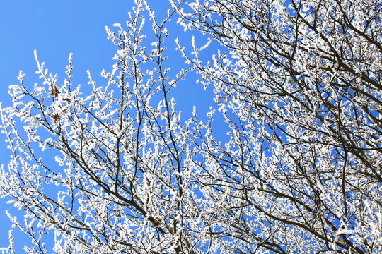 Filigrane, mit wei&szlig;em Raureif &uuml;berzogene Zweige heben sich kontrastreich gegen einen wolkenlosen, tiefblauen Himmel ab. Ein Bild purer winterlicher Stille und eisiger Sch&ouml;nheit.