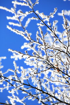 Filigrane, mit wei&szlig;em Raureif &uuml;berzogene Zweige heben sich kontrastreich gegen einen wolkenlosen, tiefblauen Himmel ab. Ein Bild purer winterlicher Stille und eisiger Sch&ouml;nheit.