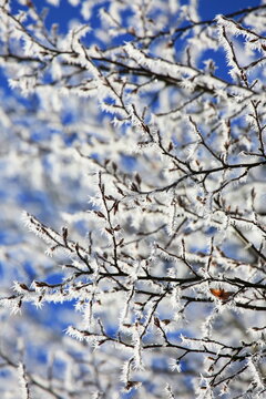 Filigrane, mit wei&szlig;em Raureif &uuml;berzogene Zweige heben sich kontrastreich gegen einen wolkenlosen, tiefblauen Himmel ab. Ein Bild purer winterlicher Stille und eisiger Sch&ouml;nheit.