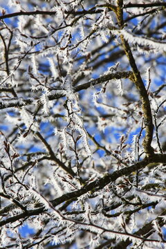 Filigrane, mit wei&szlig;em Raureif &uuml;berzogene Zweige heben sich kontrastreich gegen einen wolkenlosen, tiefblauen Himmel ab. Ein Bild purer winterlicher Stille und eisiger Sch&ouml;nheit.