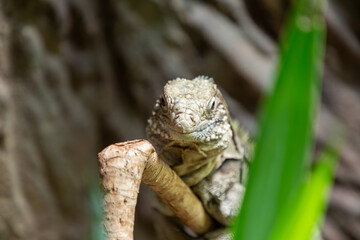 Close-up portrait of iguana resting on tree branch in tropical environment with detailed reptile scales and natural green foliage background