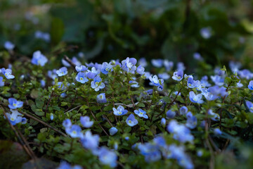 Small blue bird's-eye speedwell flowers blooming in a meadow