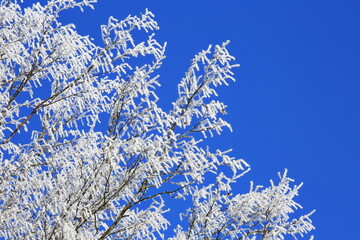 Filigrane, mit wei&szlig;em Raureif &uuml;berzogene Zweige heben sich kontrastreich gegen einen wolkenlosen, tiefblauen Himmel ab. Ein Bild purer winterlicher Stille und eisiger Sch&ouml;nheit.