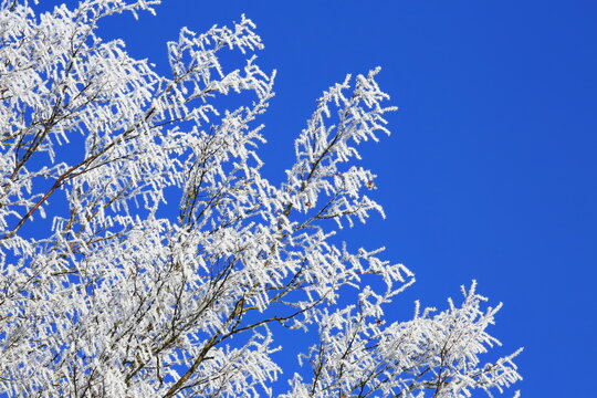 Filigrane, mit wei&szlig;em Raureif &uuml;berzogene Zweige heben sich kontrastreich gegen einen wolkenlosen, tiefblauen Himmel ab. Ein Bild purer winterlicher Stille und eisiger Sch&ouml;nheit.