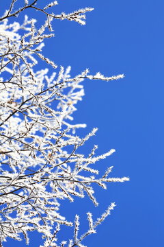 Filigrane, mit wei&szlig;em Raureif &uuml;berzogene Zweige heben sich kontrastreich gegen einen wolkenlosen, tiefblauen Himmel ab. Ein Bild purer winterlicher Stille und eisiger Sch&ouml;nheit.