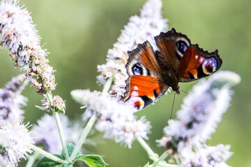 Peacock butterfly © Tomas Pikturna