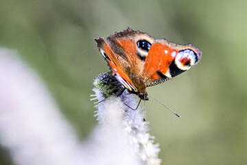 Peacock butterfly © Tomas Pikturna