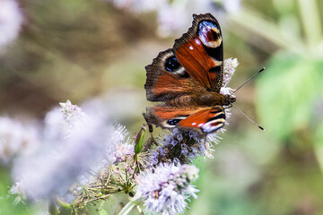 Peacock butterfly © Tomas Pikturna