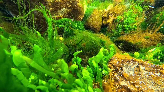 Flora of the Black Sea, including green algae Ulva spp. and Enteromorpha intestinalis, as well as other macrophytes on coastal stones, perform photosynthesis and oxygenate the water.