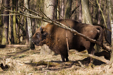 Rodzina żubrów w starym lesie Pszczyny Jankowic Polska © kubikactive