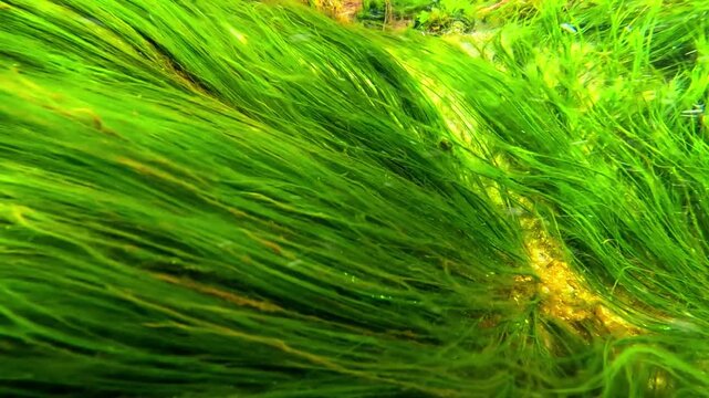 The algal flora of the Black Sea, primarily green algae (Chlorophyta), actively photosynthesize within water currents, producing oxygen and contributing to the oxygenation of marine waters.