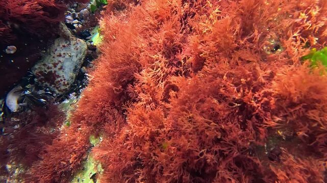 Algal flora of the Black Sea, red algae Ceramium rubrum on shoreline stones, synthesize oxygen and enrich the surrounding water