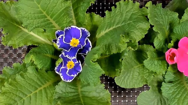 Fioritura rapidadi fiori in metodo timelapse