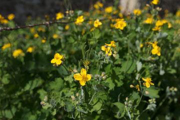Chelidonium - poisonous plant with healing properties. A close-up view of vibrant yellow wildflowers