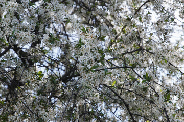 A close-up view of a flowering tree with white blossoms against a bright sky. Sunlight filters through leaves