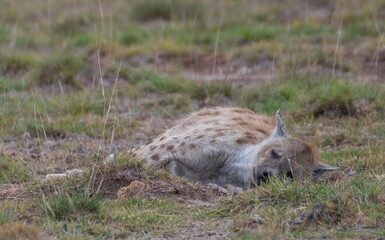 Obraz premium exhausted Hyena resting in the grass of the Savannah at the Amboseli National Park in Kenya