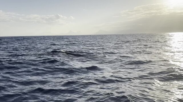 Walbeobachtung bei einer Bootstour im Meer bei Sonnenaufgang auf Mauritius