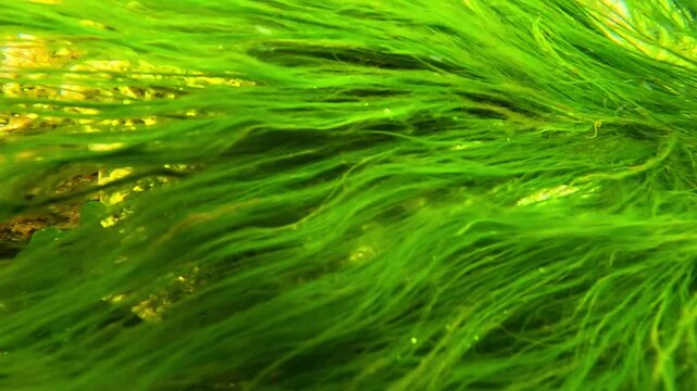 The algal flora of the Black Sea, primarily green algae (Chlorophyta), actively photosynthesize within water currents, producing oxygen and contributing to the oxygenation of marine waters.